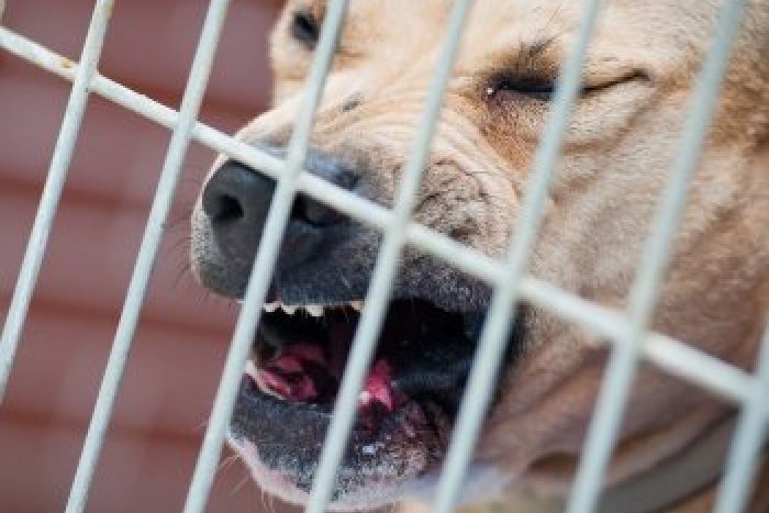 Ilustračný obrázok k článku Útoky psov za posledných desať rokov: Okres Rožňava bez útoku