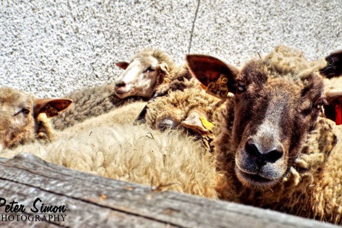 Ilustračný obrázok k článku FOTO z podujatia: V Konskom dvore sa to hemžilo ovečkami a všakovakými dobrotami