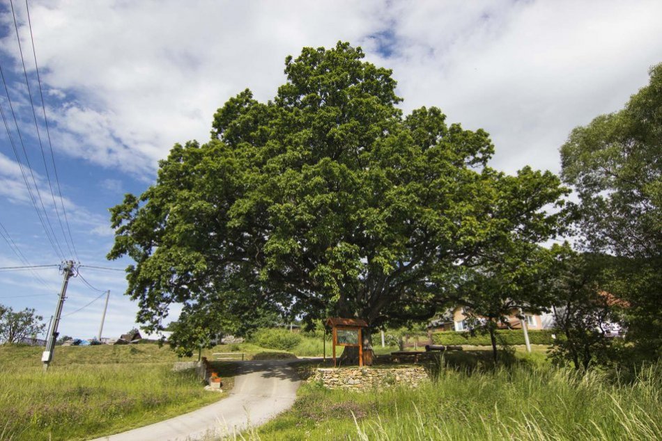 Ilustračný obrázok k článku Máme víťaza: Stromom roka 2020 sa stal prastarý dub letný z Drnavy